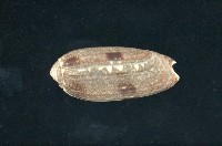 藏品(榧螺)的圖片